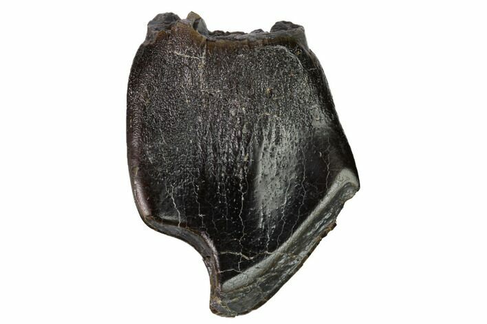 Sauropod Dinosaur (Camarasaurus) Tooth - Colorado #169001